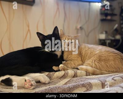 Ginger and black and white cat lying together, cuddling, on a soft blanket. Animal friendship. Stock Photo