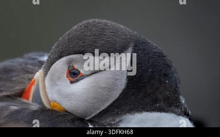 Close-up of a wet Atlantic Puffin (Fratercula arctica), resting on Skomer Island. Raindrops bead on the waterproof feathers of a sleeping seabird. Stock Photo