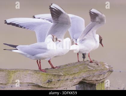 Three black-headed gulls (Larus ridibundus) landing on a fence, wings outstretched, Duemmer nature park Park, Lower Saxony, Germany Stock Photo