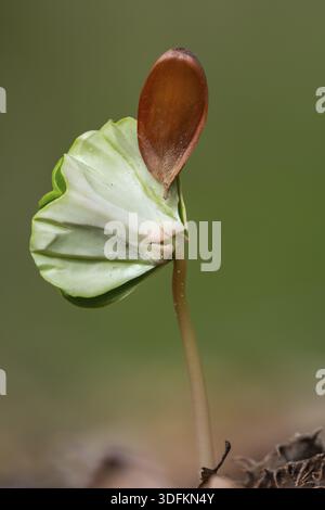 Beech seedling (Fagus sylvatica) on the forest floor, Vechta, Lower Saxony, Germany Stock Photo
