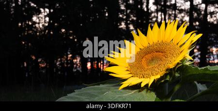 Large and bright sunflower seen up close with dawn breaking behind and silhouetting a liine of trees in the distance in North Carolina. Stock Photo