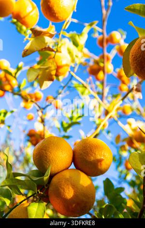 Vibrant oranges ripen on a sunlit tree, leaves fluttering against a vivid blue sky in a sunny orchard. A fresh, natural scene capturing abundance, war Stock Photo