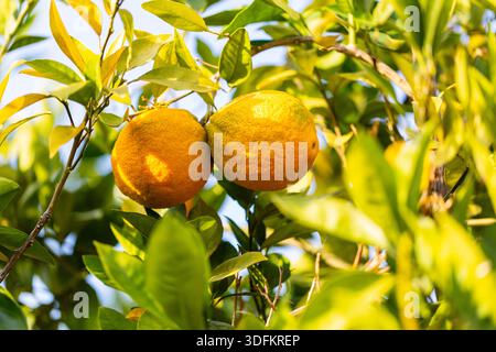 Two ripe oranges hang among glossy green leaves on a sunlit orange tree. The vibrant citrus color contrasts with gold-green foliage, evoking warmth Stock Photo