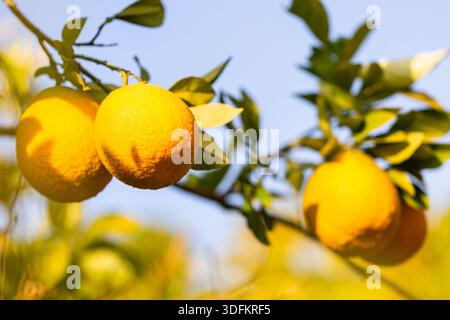 Vibrant yellow oranges hang from a sunlit branch, surrounded by green leaves. A fresh, natural outdoor scene that evokes harvest, summer, and healthy, Stock Photo