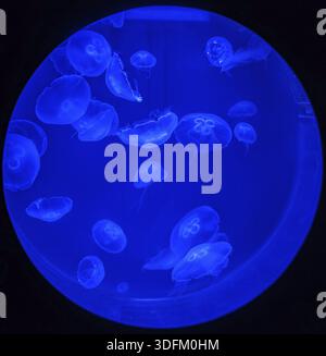 Multiple jellyfishes in ultraviolet light in circular aquarium on deep blue and black background Stock Photo