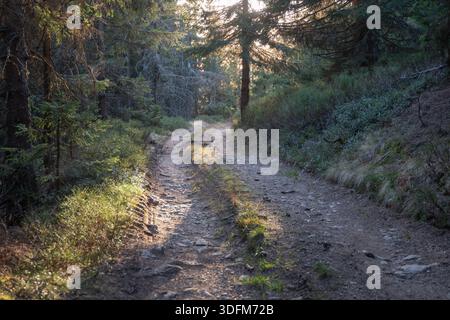 View of a rugged path winding through a dense forest with dappled sunlight filtering through the canopy, casting long shadows, Nizke Tatry, Banskobyst Stock Photo