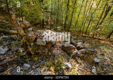 View of fallen tree trunk decaying on a rocky, moss-covered slope amidst the vibrant foliage of a dense forest, Baranovo, Banska Bystrica, Slovakia. Stock Photo