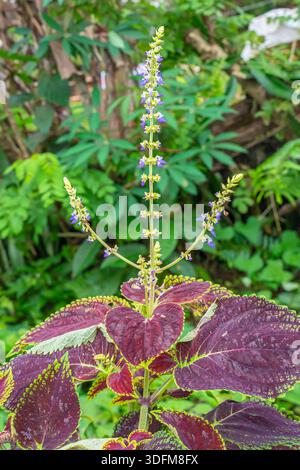 Solenostemon scutellarioides – Coleus, Baguio, Philippines Stock Photo
