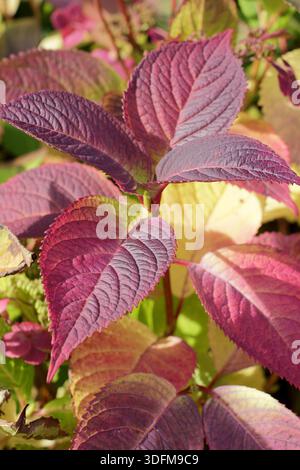Hydrangea serrata Veerle bearing vibrant purple and golden leaves in early autumn sunlight. Stock Photo