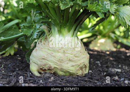 Celeriac 'Brilliant', a smooth skinned celeriac.Apium graveolens var. rapaceum 'Brilliant' Stock Photo