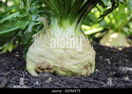 Celeriac 'Brilliant', a smooth skinned celeriac.Apium graveolens var. rapaceum 'Brilliant' Stock Photo