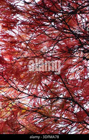 Acer tree in autumn seen through the canopy, low angle, looking to the sky. Acer palmatum 'Dissectum Atropurpureum' Stock Photo