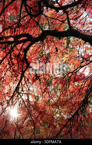 Acer tree in autumn seen through the canopy, low angle. Acer palmatum 'Dissectum Atropurpureum' Stock Photo