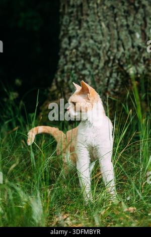 Curly Coated Ginger and White Devon Rex Cat Exploring Forest Grass Stock Photo