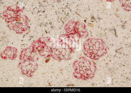 Circular red rosettes of Painted Sundew (Drosera zonaria) in white sand, carnivorous plants in natural habitat north of Perth, Western Australia Stock Photo