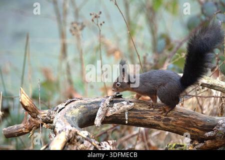 Eichhörnchen, schwarzes Eichhörnchen, schwarz Schwarzes Eichhörnchen *** Squirrel, black Squirrel, black Black squirrel Stock Photo