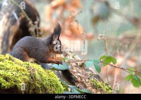 Eichhörnchen, schwarzes Eichhörnchen, schwarz Schwarzes Eichhörnchen *** Squirrel, black Squirrel, black Black squirrel Stock Photo