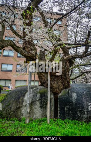 rock-splitting-cherry-tree-