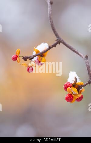 View of bright red berries and yellow seed pods dusted with snow hang delicately from a slender brown branch, contrasting against the soft background, Stock Photo