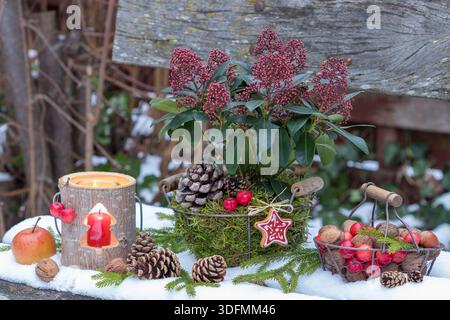 winter garden arrangement with skimmia japonica in a basket, wooden lantern, walnuts and crab apples Stock Photo