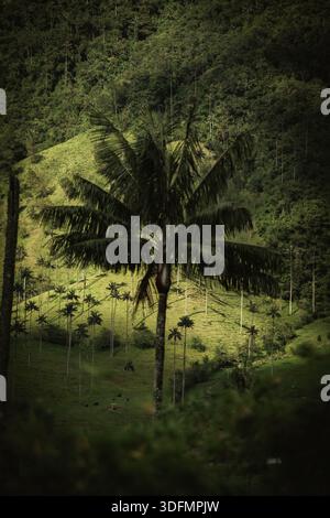 View of a solitary wax palm stands tall against the backdrop of rolling green hills, bathed in soft light, creating a serene landscape, Salento, Quind Stock Photo