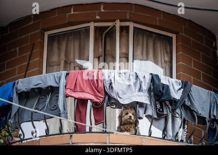 View of a small dog peeking through clothes hanging on a balcony with brickwork and white framed windows, Medellin, Colombia. Stock Photo