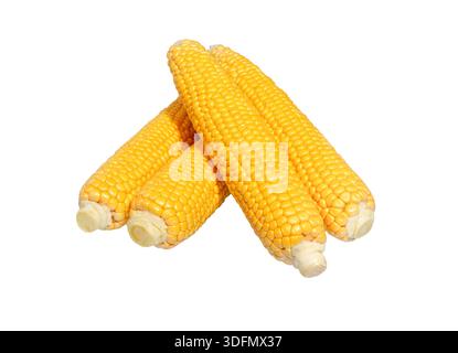 Fresh corn on the cob. Corn cobs isolated on white background. Sweet corn. Stock Photo