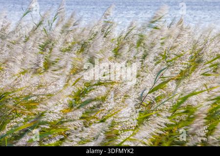 Motion blurred panicles of common reeds (Phragmites australis / Phragmites communis) in reedbed / reed bed in wetland in autumn / fall Stock Photo