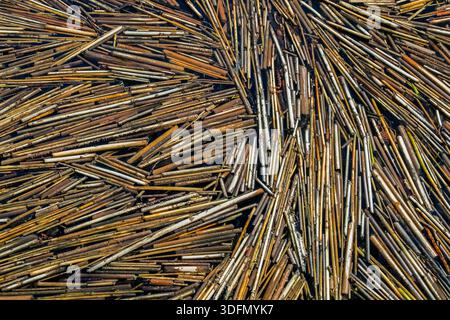Common reeds (Phragmites australis / Phragmites communis) broken reed stems floating in water of pond in wetland in spring Stock Photo