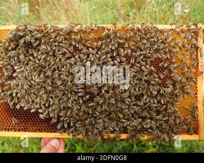 Bees on honeycomb frames in the hive during construction and filling. Queen bee checking on the hive. Rare photo. Copyspace Stock Photo