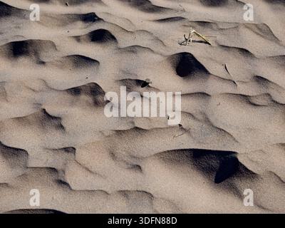 Solitary grass debris among wind induced ripples on sandy beach Stock Photo