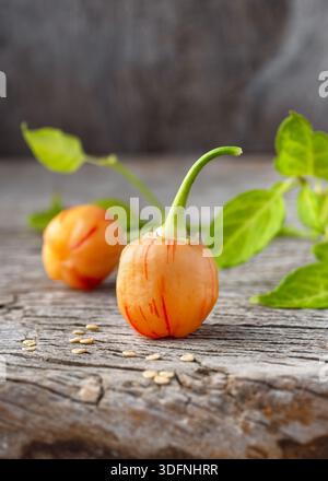 Exotic Peppapeach Stripey chili (Capsicum baccatum) on aged wooden surface with green leaves. Unique striped pepper, fresh garden harvest Stock Photo