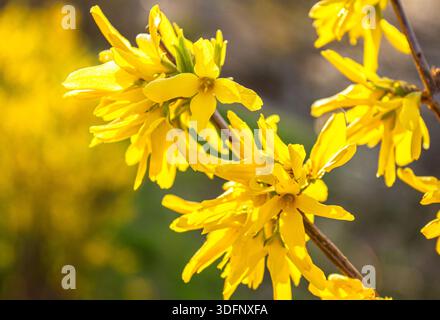Close-up Forsythia flowers on blurred background with copy space. Fresh blooming yellow Spring Forsythia flowers in the rays of the sun. Beautiful nat Stock Photo