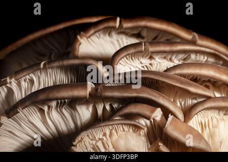 oyster mushrooms macro on black background Stock Photo