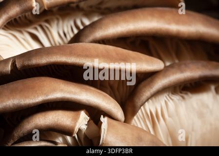 oyster mushrooms macro on black background Stock Photo