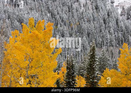 Snow covered quaking aspen and pines in autumn, Big Cottonwood Canyon, Wasatch Mountains, Utah Stock Photo