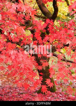 Red Japanese maple with dark trunk and branches Stock Photo