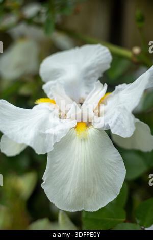 A close-up of a white iris in bloom. Its delicate petals and intricate details are highlighted against a soft-focus background. Stock Photo