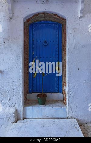 046 Azure, studded wood door with a round knocker and a withered plant in front, on the whitewashed wall of a house in the medina. Chefchaouen-Morocco Stock Photo