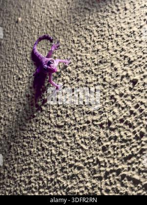 Purple house gecko on textured wall Stock Photo