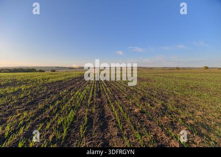 A vibrant agricultural landscape showcasing lush, green crops thriving beneath a bright, sunny blue sky Stock Photo