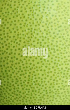Artistic Bright Green Pomelo Rind with Darker Dotted Pattern (Oil Glands) Contain the Essential Oils Giving Aroma Stock Photo