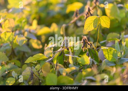 young soybean seedlings in golden sunlight, close-up view of dense field rows with dewy foliage and soft backlight, industrial scale cultivation scene Stock Photo