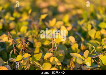 young soybean field in golden light, dense rows of tender plants stretching toward horizon, warm evening glow highlighting textured leaves and develop Stock Photo
