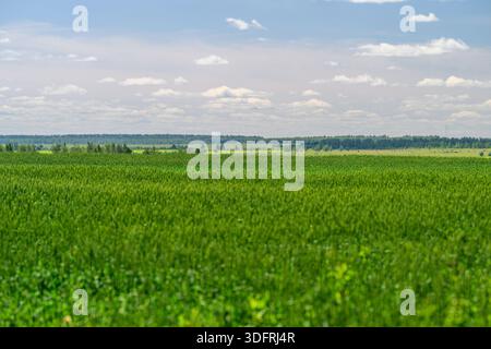 Vast green fields stretch under bright blue skies with fluffy clouds, showcasing natures remarkable beauty Stock Photo