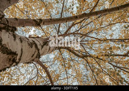 Low Angle View Of Birch Tree With Yellow Autumn Leaves Stock Photo