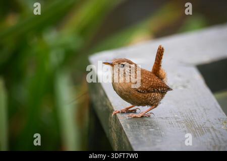 Small Brown Wren - Troglodytes troglodytes Perched on Wooden Railing Stock Photo