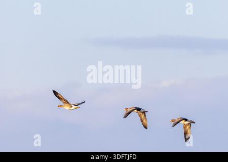 Three White-fronted geese flying in the sky at spring Stock Photo