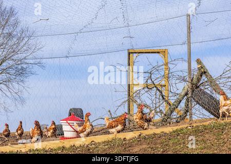 Hens walking outdoors in a cage Stock Photo