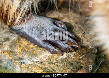 common raccoon (Procyon lotor), hind paw on a rock boulder, detail, Germany, Bavaria Stock Photo